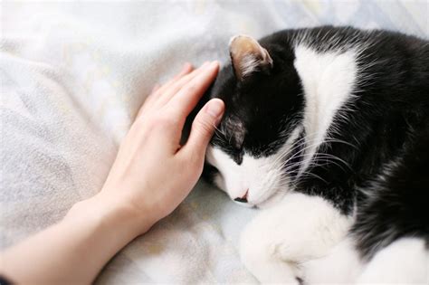 猫が撫でられることを好む理由とそれを最大限に活用する方法