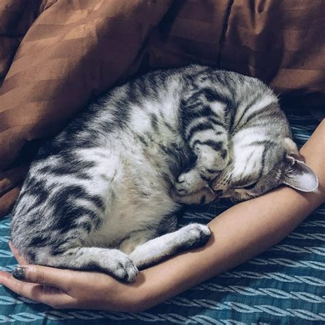 猫が枕元で寝る理由と、快適な睡眠のための対策