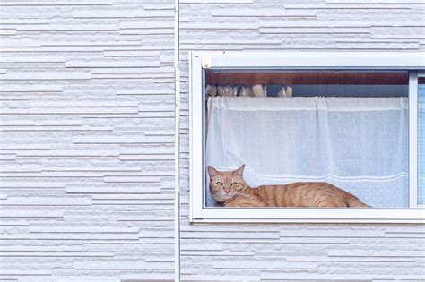 猫とのお留守番を快適にするガイド