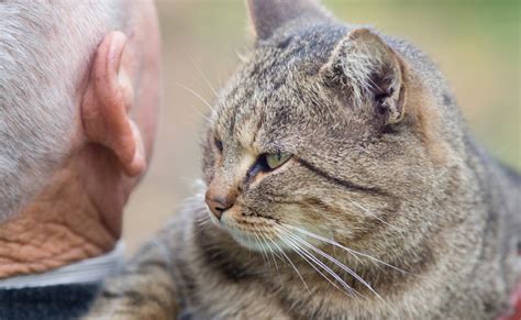 猫との生活：喜びと注意すべき点