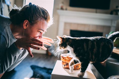 猫との生活：愛と責任のガイド