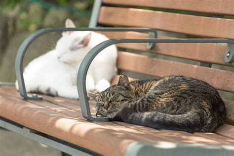 猫との触れ合いがもたらす健康上のメリット