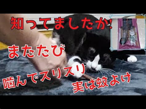 猫とまたたびの関係