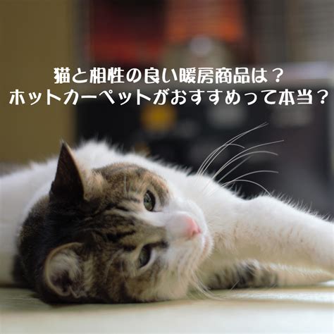 猫とカーペット - 最高の相性を見つける