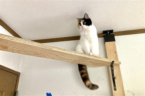 猫におすすめのキャットウォーク徹底解説