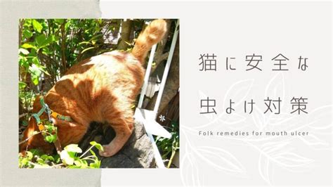 猫にとって安全な虫除けスプレー