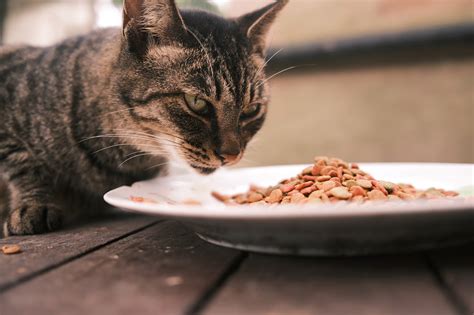 猫にまたたびを与えると、以下の効果が現れます。