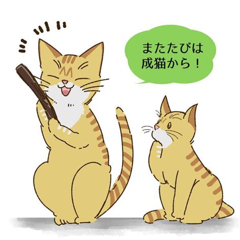 猫にまたたびを与える適齢期