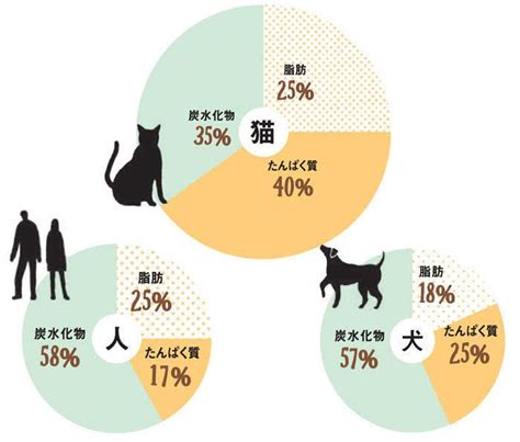 猫に必要な栄養素