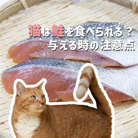 猫に鮭を与える際の注意事項とメリット