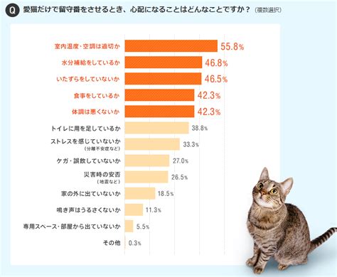 猫のお留守番がもたらす影響