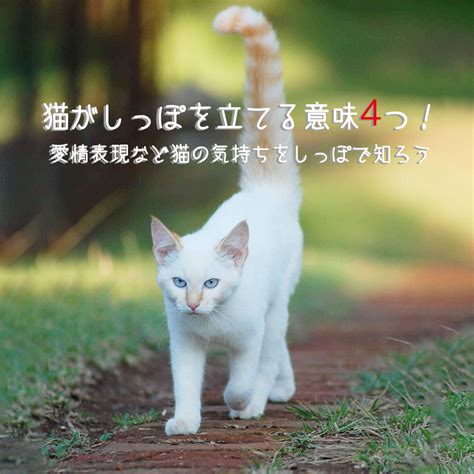 猫のしっぽで読み解く、猫の気持ちと健康状態