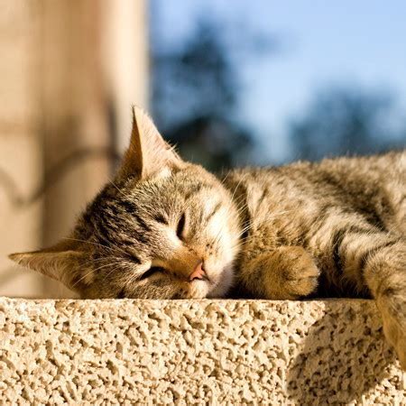 猫のためのひなたぼっこ：健康と幸福への道