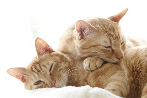 猫のためのアルミプレート: 快適な睡眠と健康をサポートする