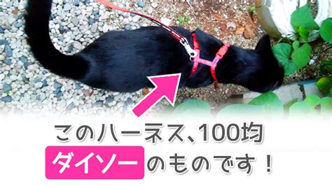 猫のためのハーネス：安全で快適なお出かけを実現する究極のガイド