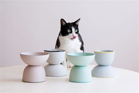 猫のためのフードボウル: 完全ガイド