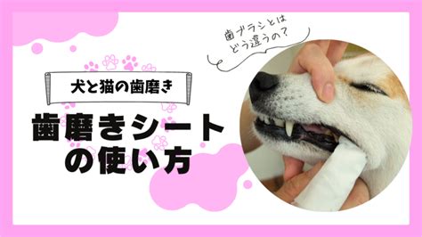 猫のための歯磨きシート：包括的なガイド