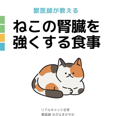 猫のための理想的なフードガイド：健康で長生きできる食事