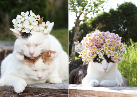 猫ののせもの（のせねこ）の芸術性と魅力