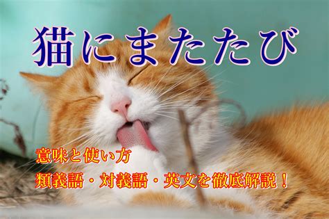 猫のエクスタシーを引き起こす魅惑の植物「またたび」