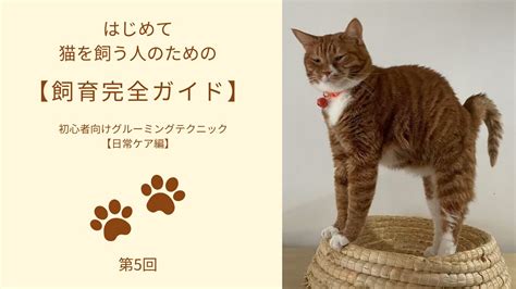 猫のグルーミング：完全ガイド