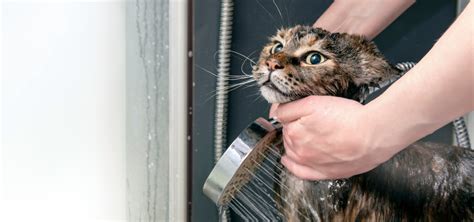 猫のシャンプーで大切なポイントと手順