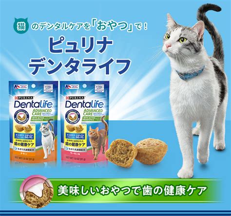 猫のデンタルケア: 愛猫の口腔衛生を保つ包括ガイド