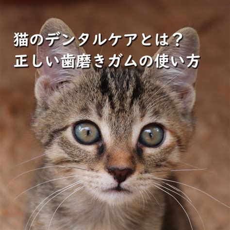 猫のデンタルケアの包括ガイド