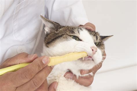 猫のデンタルケア：愛するペットの歯と健康を守るための包括ガイド