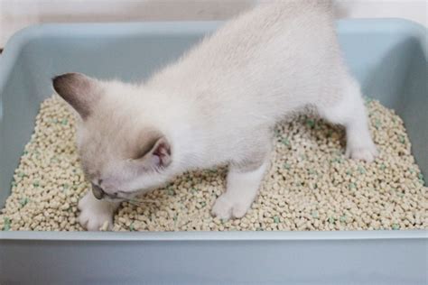 猫のトイレに適した砂の種類