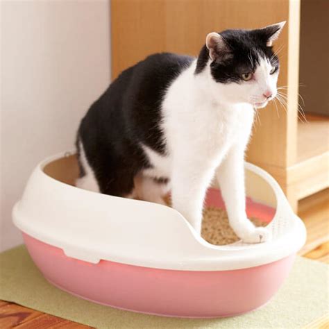 猫のトイレをストレスフリーで衛生的に