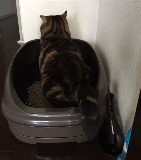 猫のトイレ事情に関して、知っておきたいこと