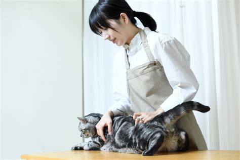 猫のトリミングのすべて：プロのテクニックから自宅でのケアまで