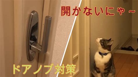 猫のドアノブ開け対策