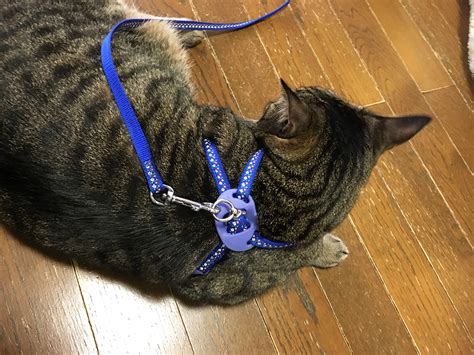 猫のハーネス選びと使い方ガイド