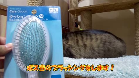 猫のブラッシングがもたらす驚くべきメリット