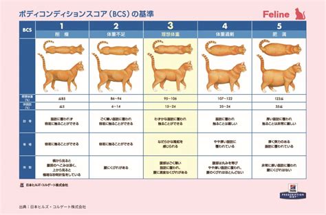 猫のボディコンディションスコア（BCS）