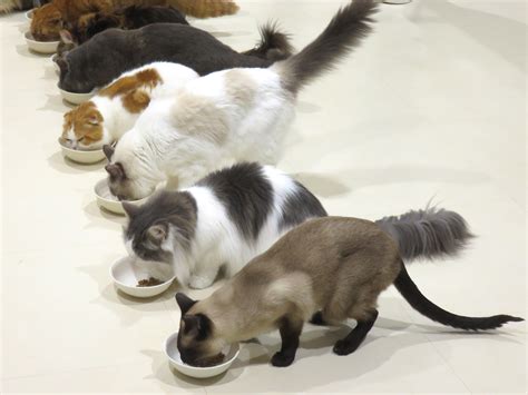 猫の健康を守る！キャットクリニックのすべて