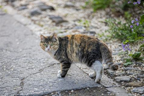 猫の前足に関する包括的ガイド