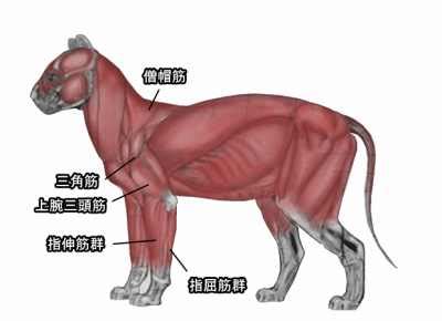 猫の前足の anatomy anatomy 構造と機能