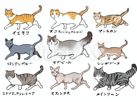 猫の品種：ジーン