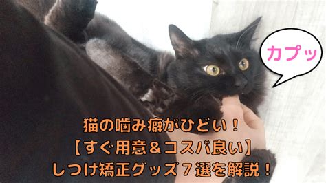 猫の噛みつき問題の徹底解説：原因、予防、対処法