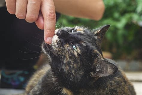 猫の噛みつき問題を解決する包括ガイド