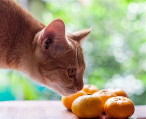 猫の嫌がること - 愛猫の幸せを守るために知っておきたいタブー