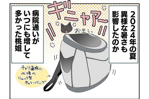 猫の安全を確保する：包括ガイド