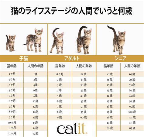 猫の年齢とライフステージ: