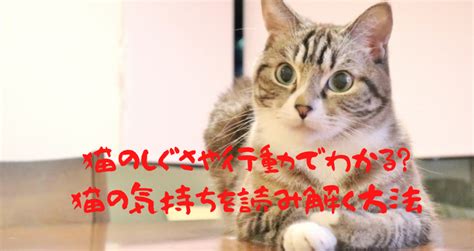 猫の心を読み解く：行動から気持ちを知る