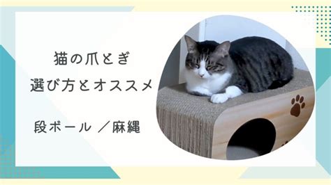 猫の必需品！爪とぎの選び方と使い方