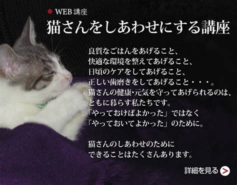 猫の快適で安全な暮らしのためのキャットケースの選び方