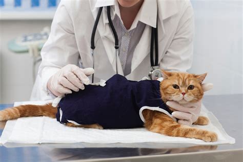 猫の急性腎不全：治る可能性と治療法